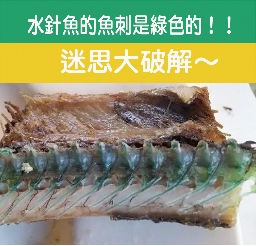 水針魚的魚刺是綠色的？